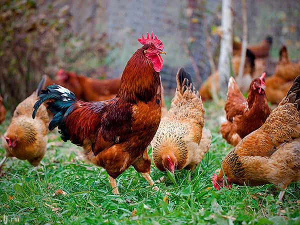 Породы куриц | ЗооТом - продажа, вязка и услуги для животных в Пангодах