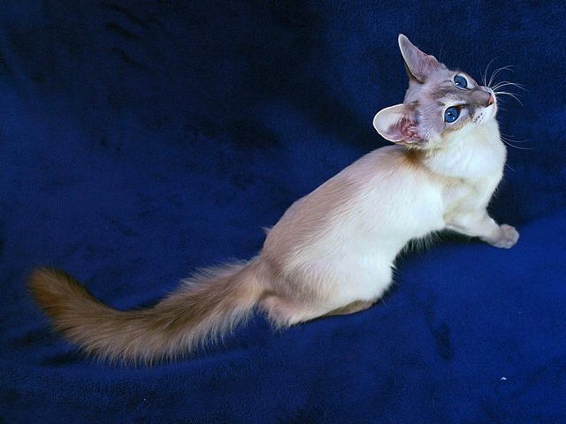 Выведенные породы кошек в Пангодах | ЗооТом портал о животных