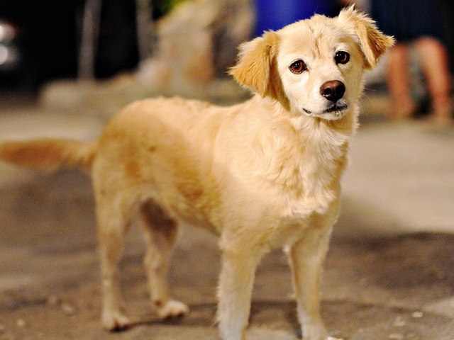 Породы собак в Пангодах | ЗооТом портал о животных