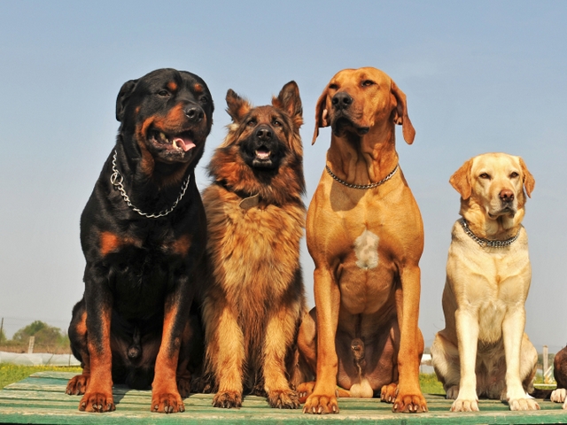 Крупные породы собак в Пангодах | ЗооТом портал о животных